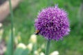 Purple Japaneese leek with a bee Royalty Free Stock Photo