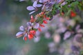 Purple Japanese Barberry