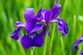 Purple Japanese Iris in the garden at sunrise Royalty Free Stock Photo