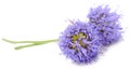 Purple Jasione Flowers