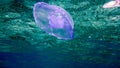 Purple jelly fish in the Red Sea, Eilat, Israel Royalty Free Stock Photo