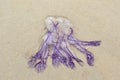 Purple jellyfish