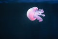 Purple jellyfish rhizostoma pulmo underwater