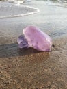 Purple jellyfish by seashore Royalty Free Stock Photo
