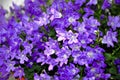 Purple jingle bellflower