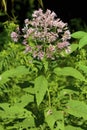 Sweet Joe Pye Weed  836884 Royalty Free Stock Photo