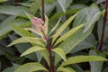 Purple Joe-Pye weed, Eutrochium purpureum, budding flowers on red stems