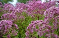 Purple Joe-Pye weed