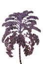 Purple kale Royalty Free Stock Photo