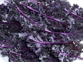 Purple Kale Royalty Free Stock Photo