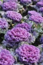 Purple kale Royalty Free Stock Photo