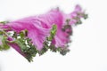 Purple Kale Royalty Free Stock Photo