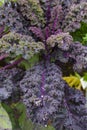 Purple Kale Plant Royalty Free Stock Photo