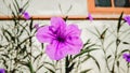 Purple Kencana Flower or Graptopetalum paraguayense