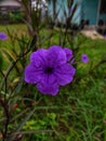 The Beauty of Purple Kencana Flowers Royalty Free Stock Photo