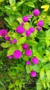 purple knop flower among the weeds