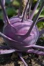 Purple kohlrabi cabbage