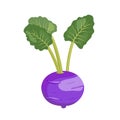 Purple Kohlrabi cabbage with leaves, flat style vector illustration isolated on white background