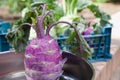 Purple kohlrabi cabbage stands in a metal tray Royalty Free Stock Photo