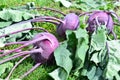 Purple kohlrabi harvest in the garden