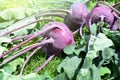 Purple kohlrabi harvest in the garden