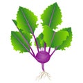 Purple kohlrabi plant with leaves and roots on a white background.