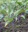 Purple Kohlrabi seedlings German or Cabbage Turnip growing in the garden. Selective focus Royalty Free Stock Photo