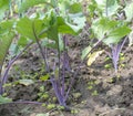 Purple Kohlrabi seedlings German or Cabbage Turnip growing in the garden. Royalty Free Stock Photo