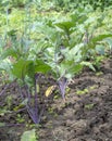 Purple Kohlrabi seedlings German or Cabbage Turnip growing in the garden. Royalty Free Stock Photo