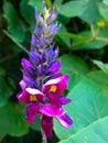 Purple kudzu flowers