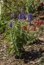 Purple Labiatae flower Royalty Free Stock Photo