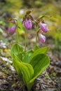 A cluster of four Pink Lady slippers growing together. Royalty Free Stock Photo