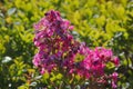 Purple lagerstroemia flowers in the garden.