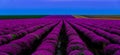 purple landscape  endless lavender field Royalty Free Stock Photo