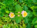 The purple lantana camara plant thrives with its exquisite flowers and green leaves Royalty Free Stock Photo