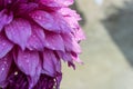 Purple large dahlia petals with water drops with background space for writing with blurred and selective focus