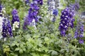 Purple larkspur flowers, Delphinium elatum Royalty Free Stock Photo