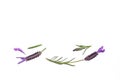 Purple lavandula flowers isolated on white background with copy space above