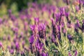 Purple Lavandula Stoechas, French lavender flowers in the garden