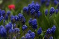 Purple lavende flowers in the garden.