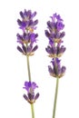 Purple Lavender Royalty Free Stock Photo