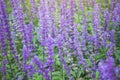 Purple Lavender background blooming. Lavandula angustifolia, Lavandula officinalis