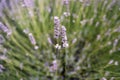 Purple Lavender Background Shallow Depth of Field