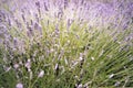 Purple Lavender Background Shallow Depth of Field