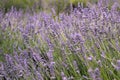 Purple Lavender Background Shallow Depth of Field