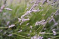 Purple Lavender Background Shallow Depth of Field