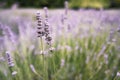 Purple Lavender Background Shallow Depth of Field