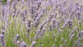 Purple Lavender Background Shallow Depth of Field