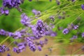 Purple lavender blooms beautifully in summer Royalty Free Stock Photo