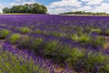 Purple lavender blooms fill a field with colour in Heacham, Norfolk, UK